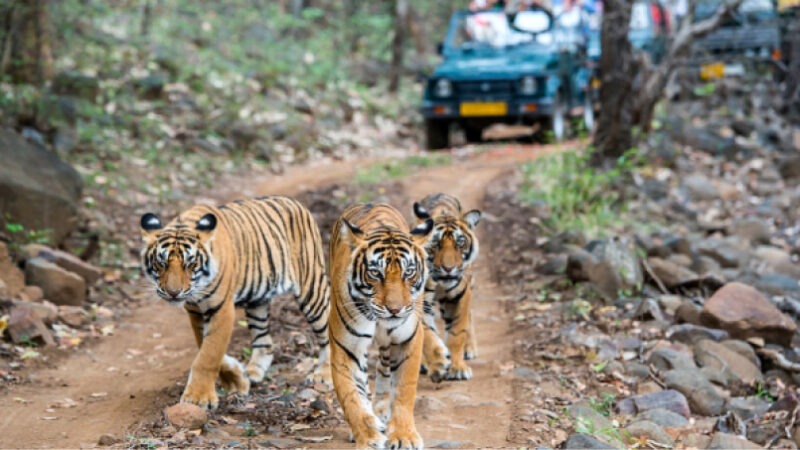 places to visit in India during December | Ranthambore (Rajasthan)