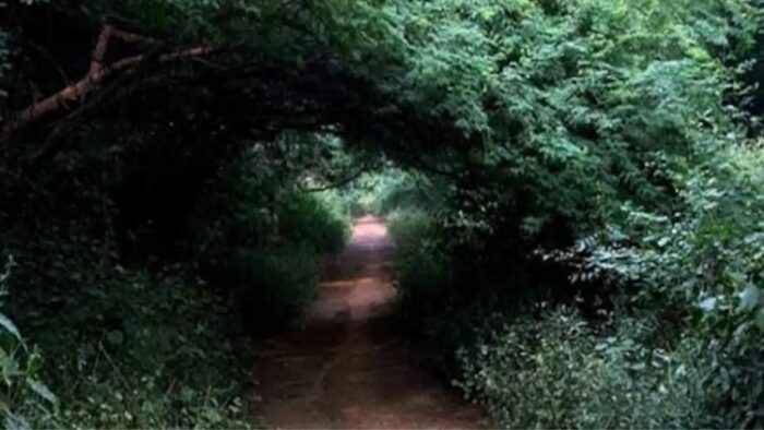 Sanjay Van Most Haunted Places in Delhi and their Scary Ghost Stories | Trend Around US