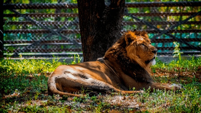National Zoological Park | Places to visit in Delhi for fun