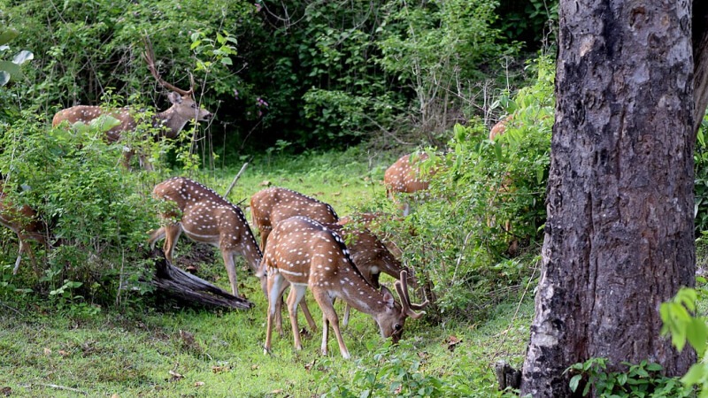 Bandipur National Park - Karnataka Forest Tourist Place