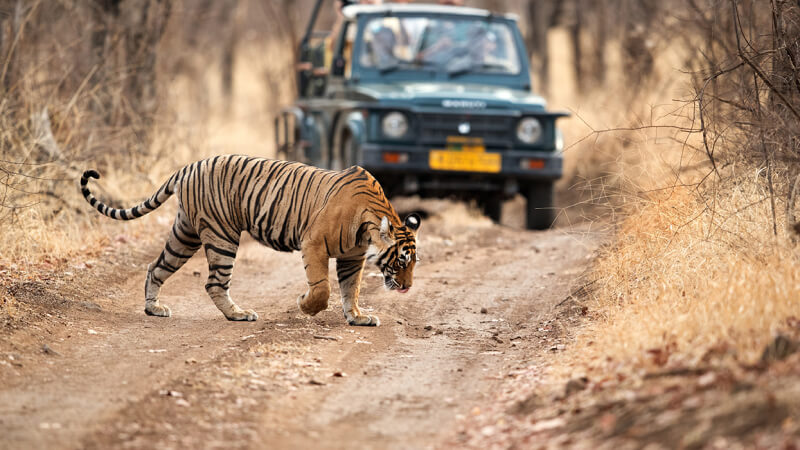 Corbett - Best Places to Visit Near Delhi in December within 300 Kms