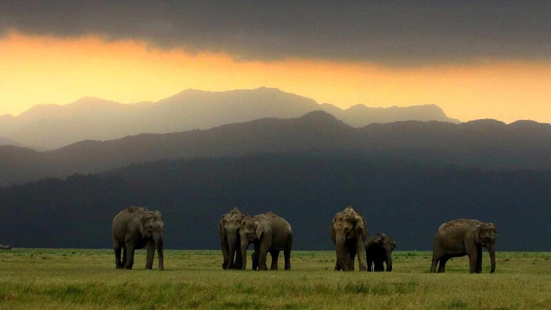 Jim Corbett National Park - Ideal Tourist Places for Vacations within 300 kms from Delhi