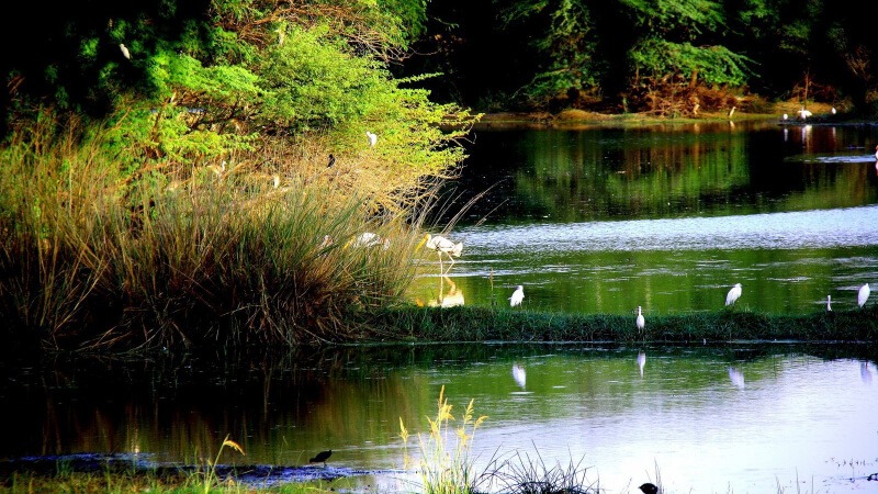 Sultanpur Bird Sanctuary - One of the Nearest Places in Delhi for A One Day Trip for Couples