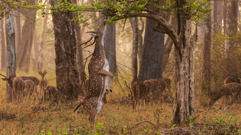 Nagarhole National Park Get, set, safari! best places to visit in karnataka in november