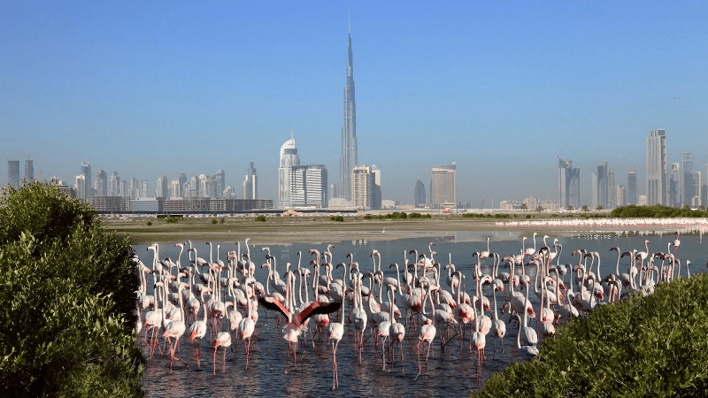 Places To Visit In Dubai For Free