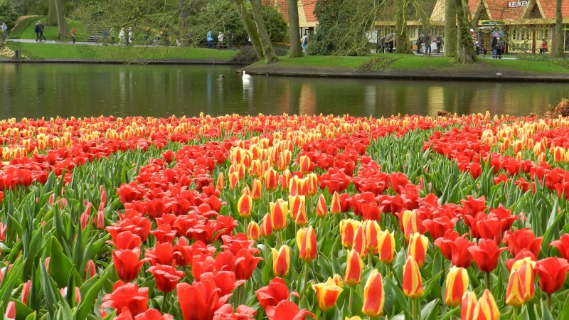 Keukenhof Garden