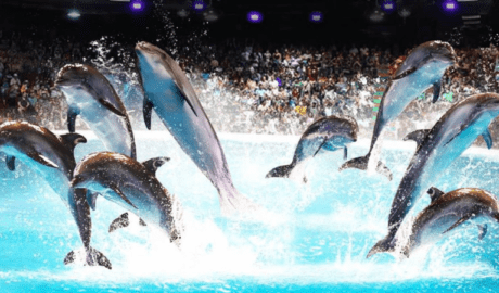 Dubai Dolphinarium Show