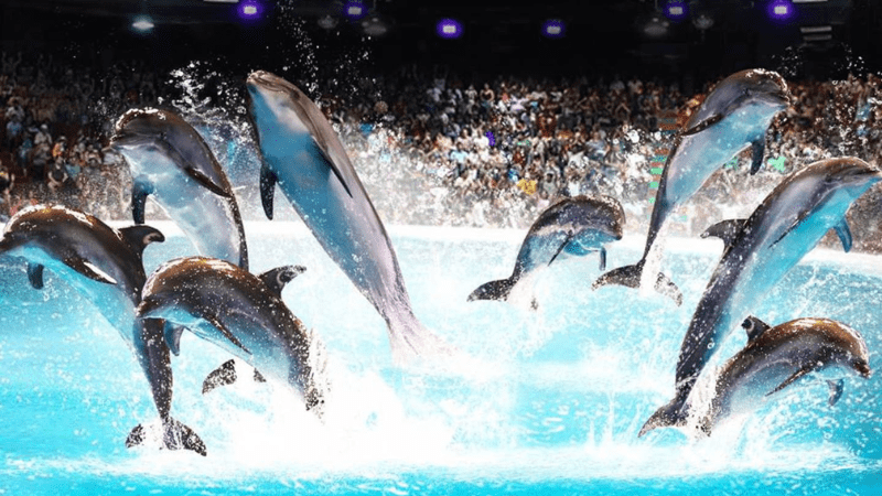 Dubai Dolphinarium Show